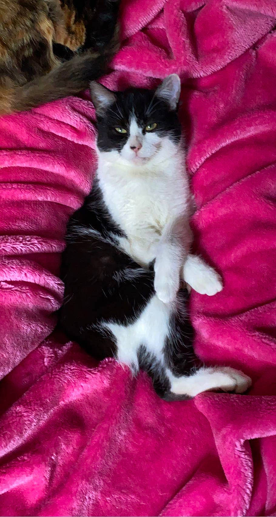 Tsuki is registered to the contest to win money with this photo: carnivore, cat, claw, comfort, domestic_short_haired_cat, felidae, foot, fur, linens, magenta, paw, petal, pink, plant, purple, small_to_medium_sized_cats, tail, tree, violet, whiskers