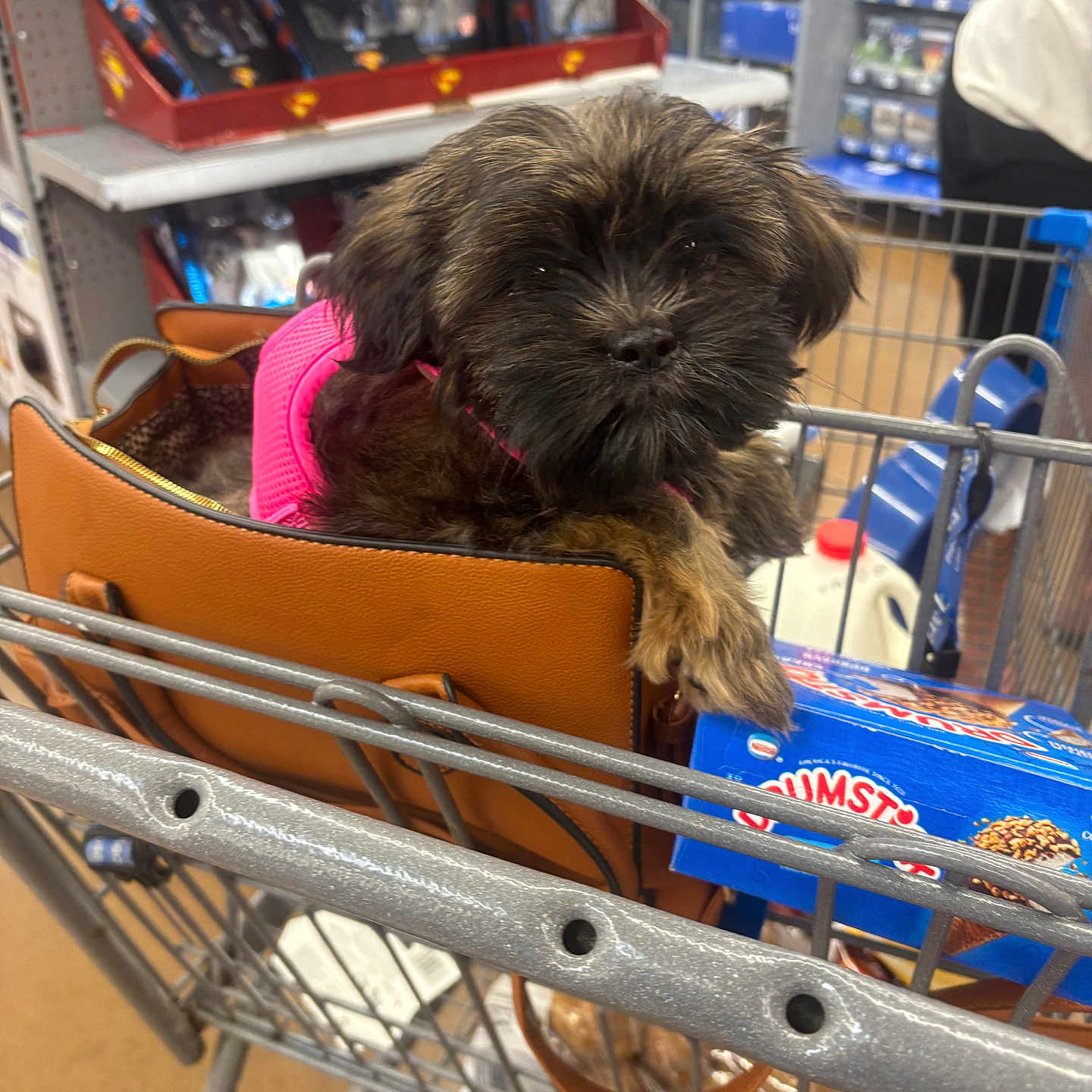 Sophie is registered to the contest to win money with this photo: animal, black, box, brown, curious, cute, dog, fur, groceries, handbag, indoor, leisure, pet, pink_harness, retail, shelf, shopping, shopping_cart, small_dog, store