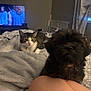 bedroom, cat, dog, blanket, television, furniture, curtains, air_conditioner, person_on_tv, indoor, pet, tabby_cat, fluffy_dog, soft_texture, relaxed, home, cozy, animal, resting, bed