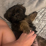 Sophie is registered to the contest to win money with this photo: puppy, dog, pet, fur, bed, blanket, hand, person, fluffy, cute, lying_down, resting, indoor, cozy, comfort, animal, small_dog, brown_fur, relaxed, paw