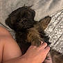 puppy, dog, pet, fur, bed, blanket, hand, person, fluffy, cute, lying_down, resting, indoor, cozy, comfort, animal, small_dog, brown_fur, relaxed, paw