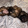 Sophie is registered to the contest to win money with this photo: dog, pet, sleeping, bed, blanket, fur, fluffy, resting, cozy, indoor, animal, canine, cute, relaxed, comfort, soft, pattern, leopard_print, paw, nap