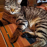 Simba is registered to the contest to win money with this photo: animal, cat, closeup, cozy, curtains, cute, ears, feline, fur, home, indoor, pattern, paw, pet, relaxing, resting, sleeping, striped_bedspread, tabby, whiskers