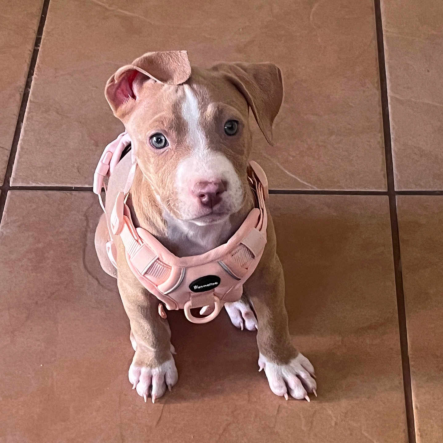 Miss Tessy Pitts joined the competition — help win amazing prizes! adorable, animal, brown, companion, cute, dog, domestic, ears, floor, harness, indoor, looking_up, paws, pet, puppy, sitting, small, tile, white, young