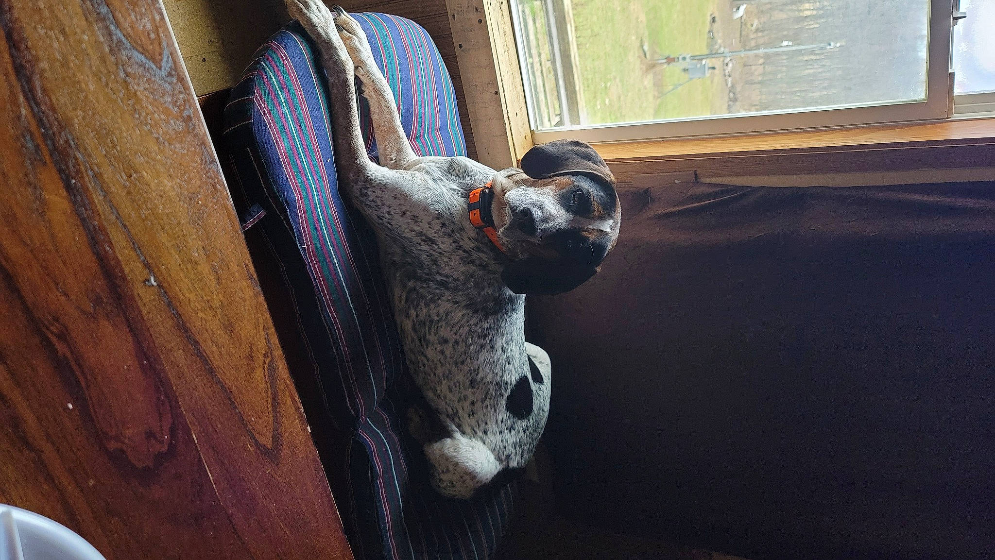 Xena is registered to the contest to win money with this photo: auto_part, canidae, carnivore, comfort, companion_dog, daylighting, dog, dog_breed, fawn, flooring, fur, hardwood, snout, sporting_group, tints_and_shades, vehicle_door, window, windshield, wood, working_animal