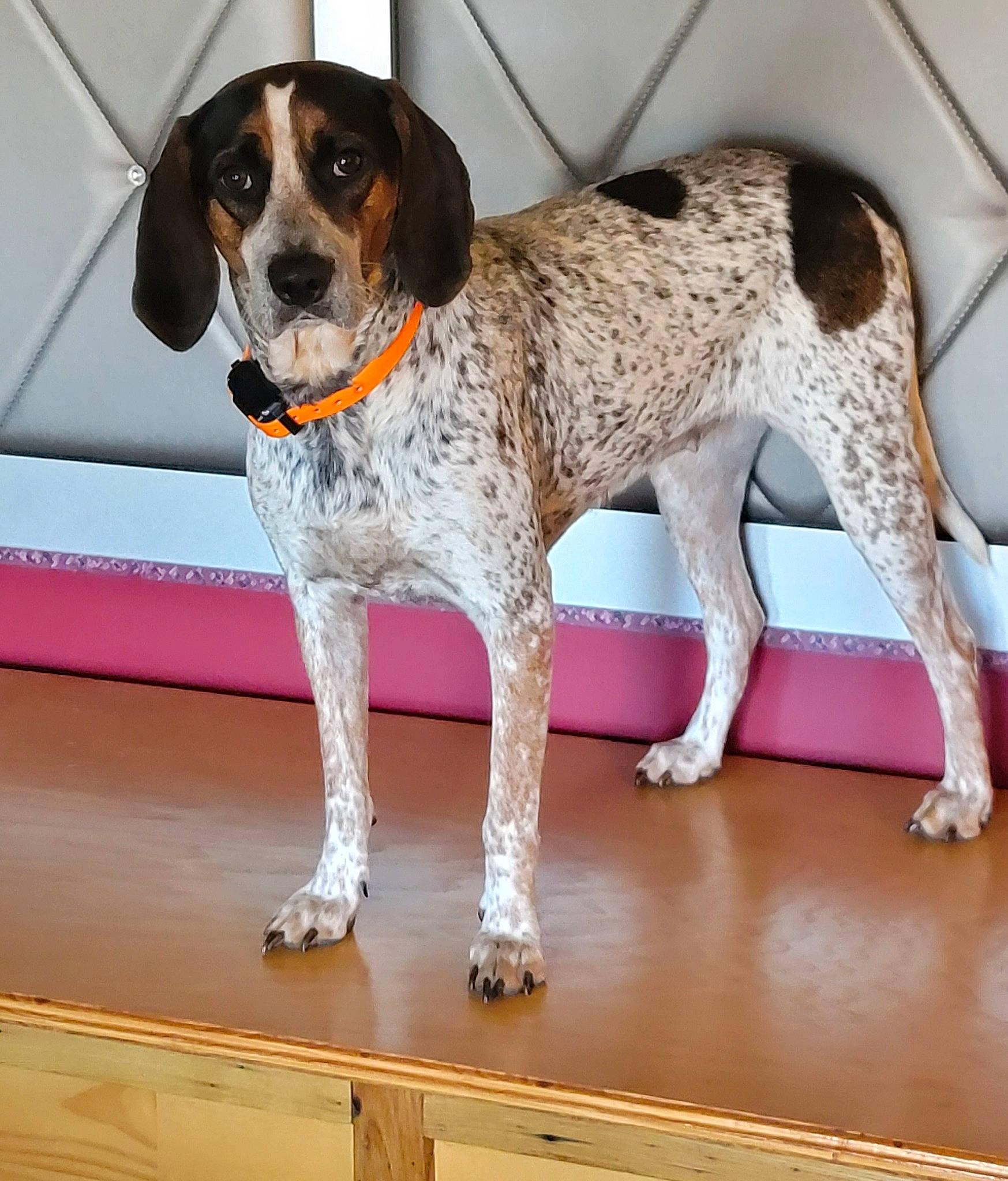 Xena is registered to the contest to win money with this photo: carnivore, circle, collar, companion_dog, dog, dog_breed, dog_collar, dog_supply, fawn, flooring, gun_dog, paw, pet_supply, snout, sporting_group, tail, vehicle_door, wood, working_animal, working_dog