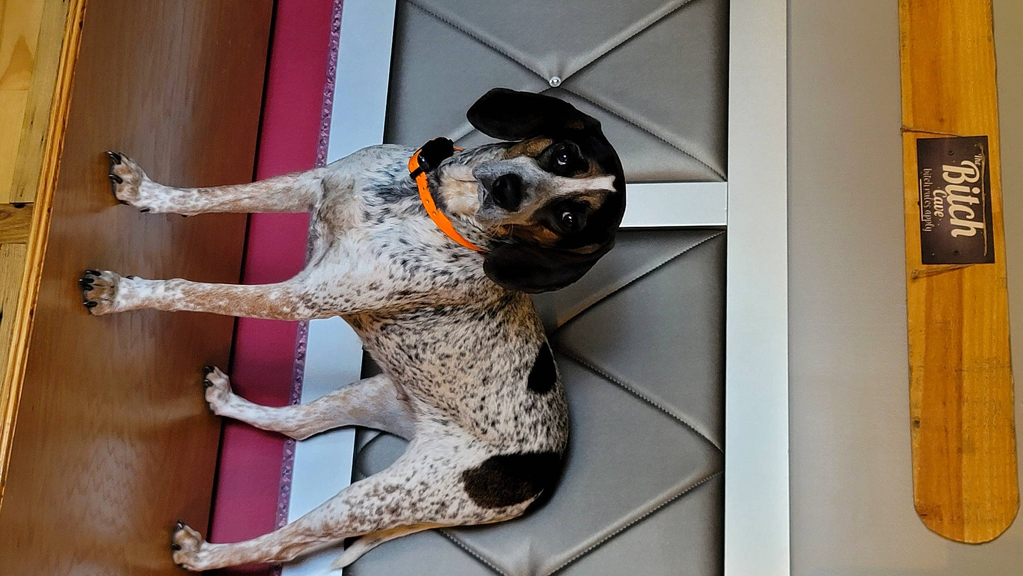 Xena is registered to the contest to win money with this photo: art, canidae, carnivore, collar, companion_dog, dog, dog_breed, dog_supply, door, fur, metal, non_sporting_group, pattern, rectangle, snout, sporting_group, tail, terrestrial_animal, wood, working_animal