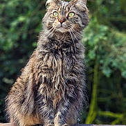 Boo joined the competition — help win amazing prizes! cat, tabby, fluffy, sitting, stone_ledge, outdoor, green_eyes, fur, whiskers, nature, garden, animal, pet, mammal, alert, feline, closeup, portrait, wildlife, calm