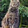 cat, tabby, fluffy, sitting, stone_ledge, outdoor, green_eyes, fur, whiskers, nature, garden, animal, pet, mammal, alert, feline, closeup, portrait, wildlife, calm