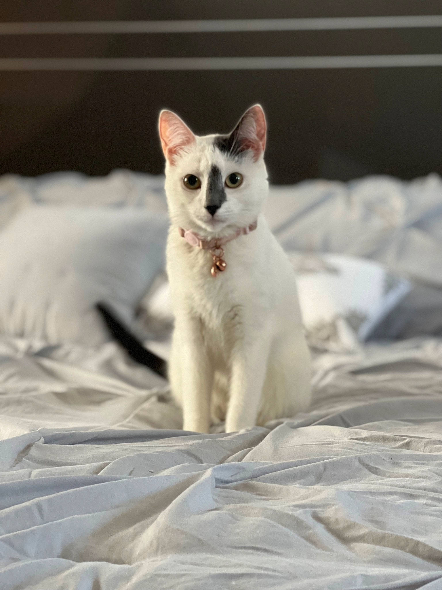 Lyla joined the competition — help win amazing prizes! carnivore, cat, comfort, domestic_short_haired_cat, fang, fawn, felidae, fur, linens, paw, small_to_medium_sized_cats, snout, tail, terrestrial_animal, whiskers, wildlife