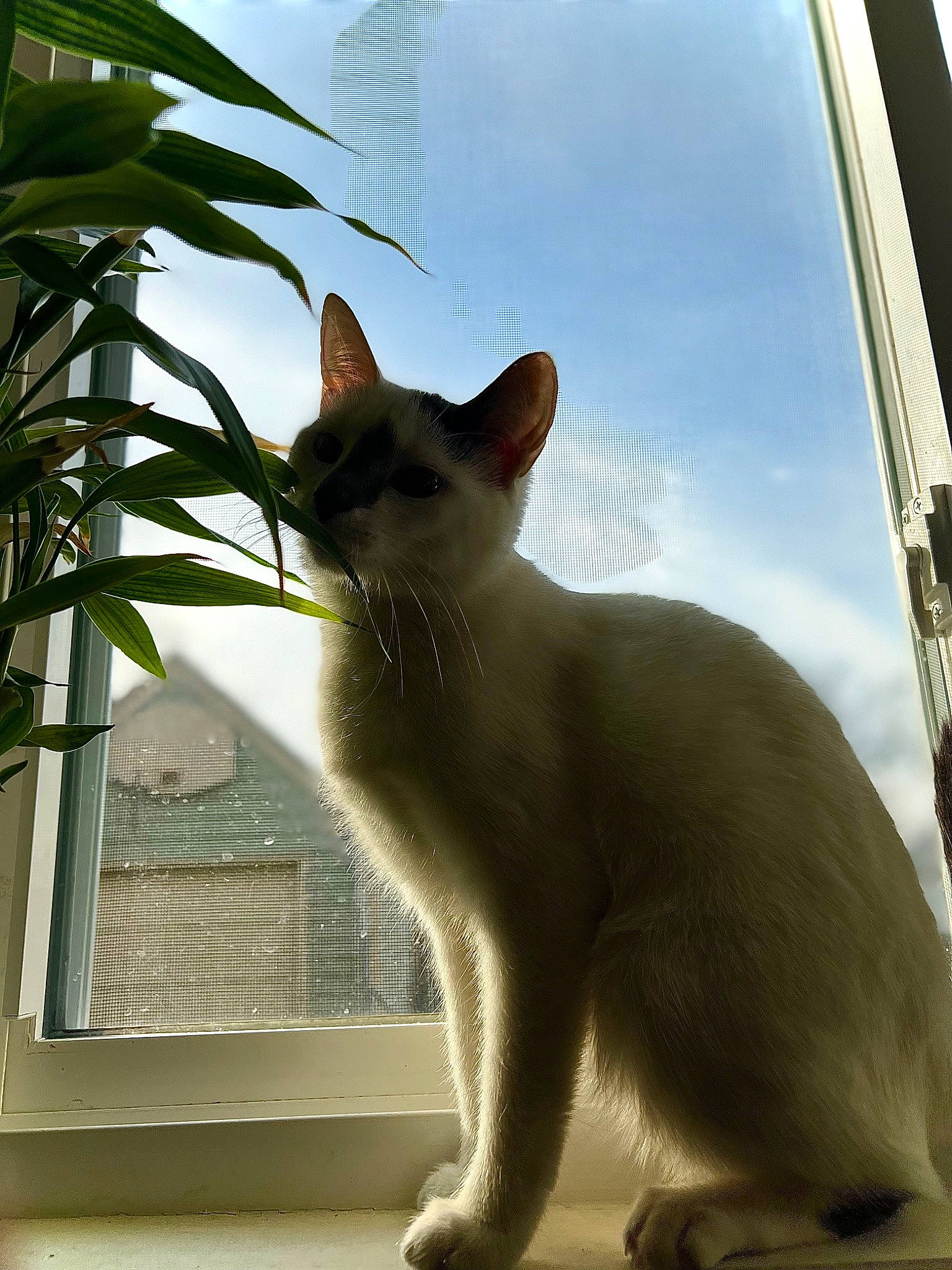 Lyla is registered to the contest to win money with this photo: carnivore, cat, cloud, domestic_short_haired_cat, fawn, felidae, fur, line, mammal, paw, plant, shade, sky, small_to_medium_sized_cats, snout, tail, tints_and_shades, whiskers, window, window_blind