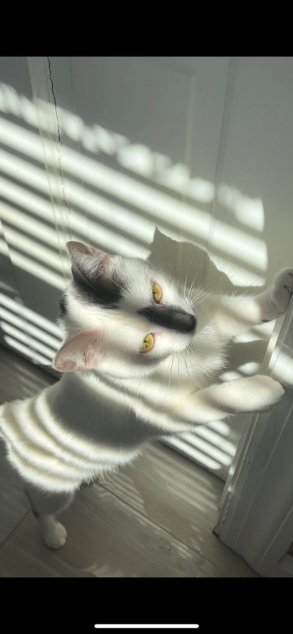 Lyla joined the competition — help win amazing prizes! cat, claw, comfort, felidae, fur, gesture, glove, grey, metal, monochrome, monochrome_photography, paw, room, small_to_medium_sized_cats, snout, tail, tints_and_shades, whiskers, wing, wood