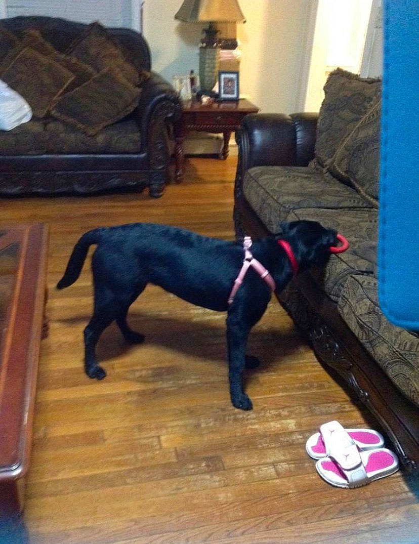 Candy is registered to the contest to win money with this photo: blue, carnivore, chair, comfort, companion_dog, couch, dog, dog_breed, fawn, floor, flooring, furniture, hardwood, house, lamp, living_room, pet_supply, picture_frame, tail, wood