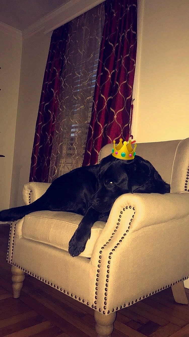 Candy joined the competition — help win amazing prizes! carnivore, comfort, couch, fawn, felidae, floor, flooring, hardwood, house, interior_design, lamp, light, line, living_room, purple, studio_couch, tail, textile, tints_and_shades, wood