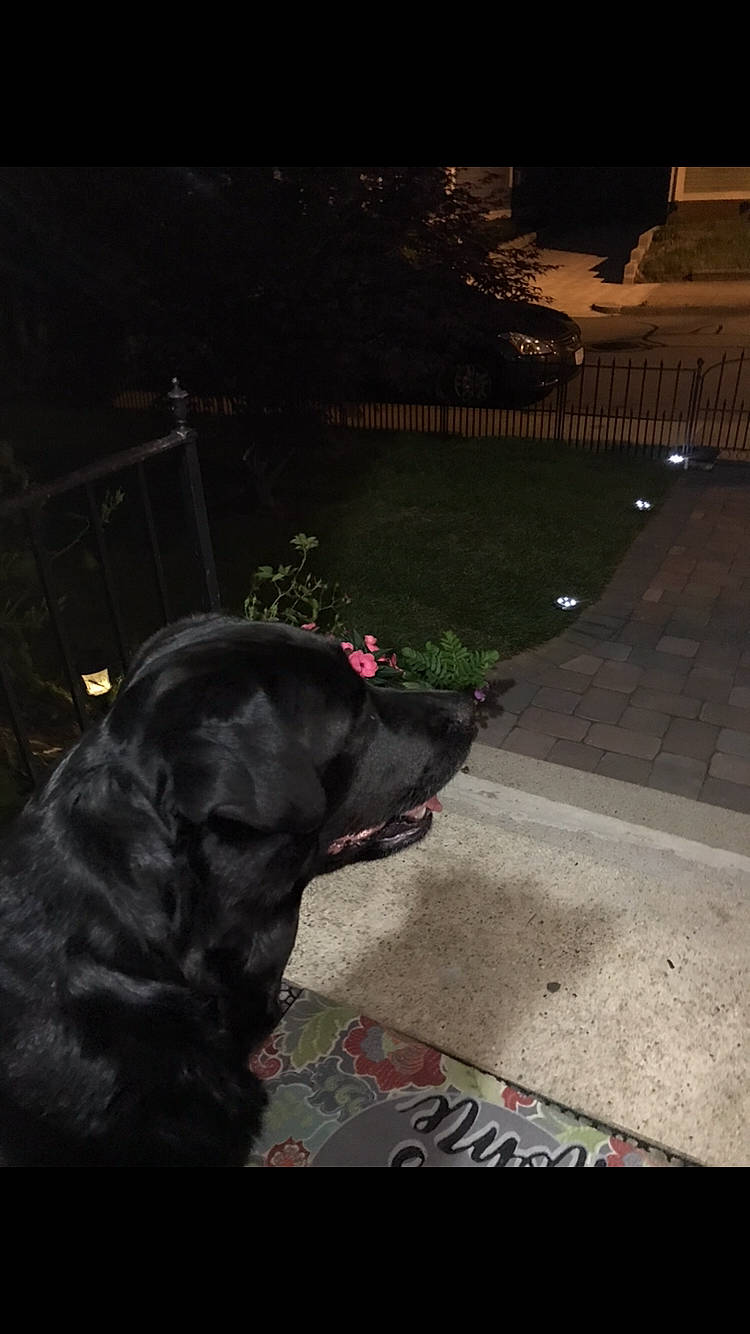 Candy is registered to the contest to win money with this photo: borador, canidae, carnivore, companion_dog, darkness, dog, dog_breed, dog_collar, fur, grass, guard_dog, gun_dog, midnight, night, plant, retriever, road_surface, tail, tints_and_shades, tree