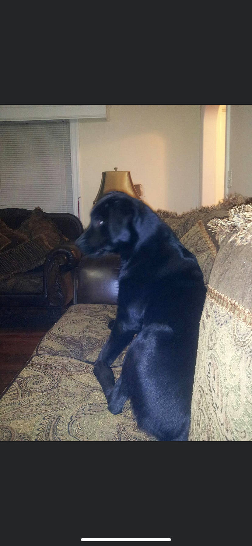 Candy is registered to the contest to win money with this photo: borador, carnivore, comfort, companion_dog, couch, dog, dog_breed, electric_blue, floor, flooring, fur, guard_dog, hardwood, liver, luggage_and_bags, snout, tail, terrestrial_animal, tints_and_shades, working_animal