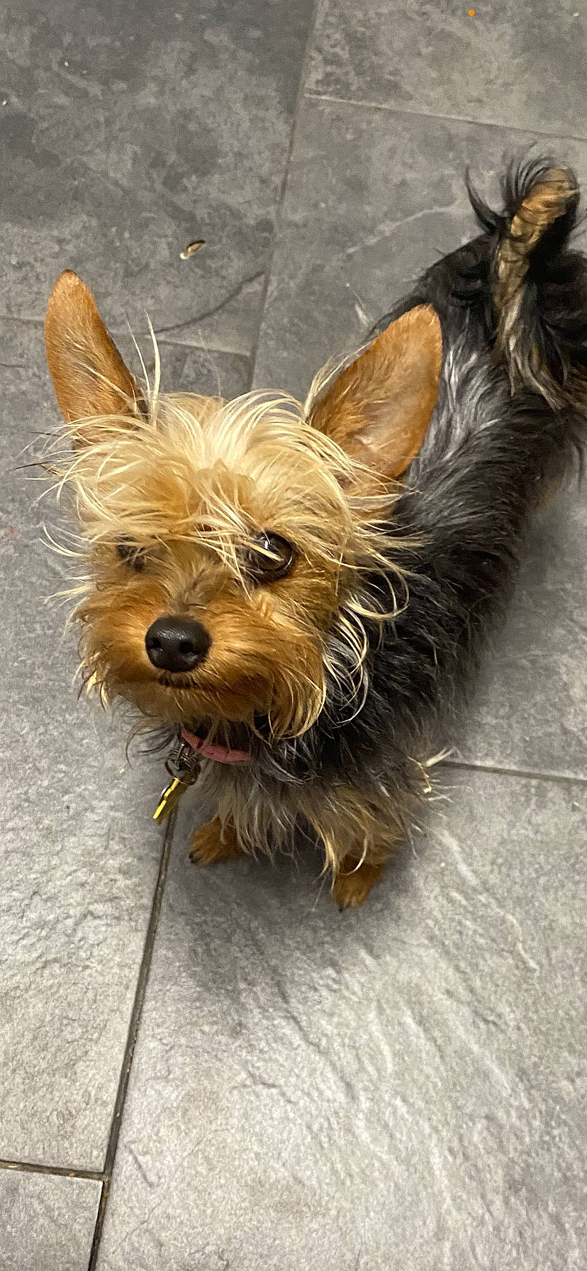 Zena joined the competition — help win amazing prizes! biewer_terrier, canidae, carnivore, companion_dog, dog, dog_breed, dog_supply, fawn, fur, liver, small_terrier, snout, sporting_group, terrier, toy_dog, working_animal