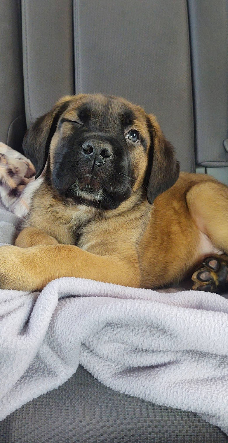 Ozzy joined the competition — help win amazing prizes! ancient_dog_breeds, canidae, carnivore, comfort, companion_dog, dog, dog_breed, door, fawn, fur, non_sporting_group, paw, pug, snout, sporting_group, terrestrial_animal, whiskers, working_animal, working_dog, wrinkle