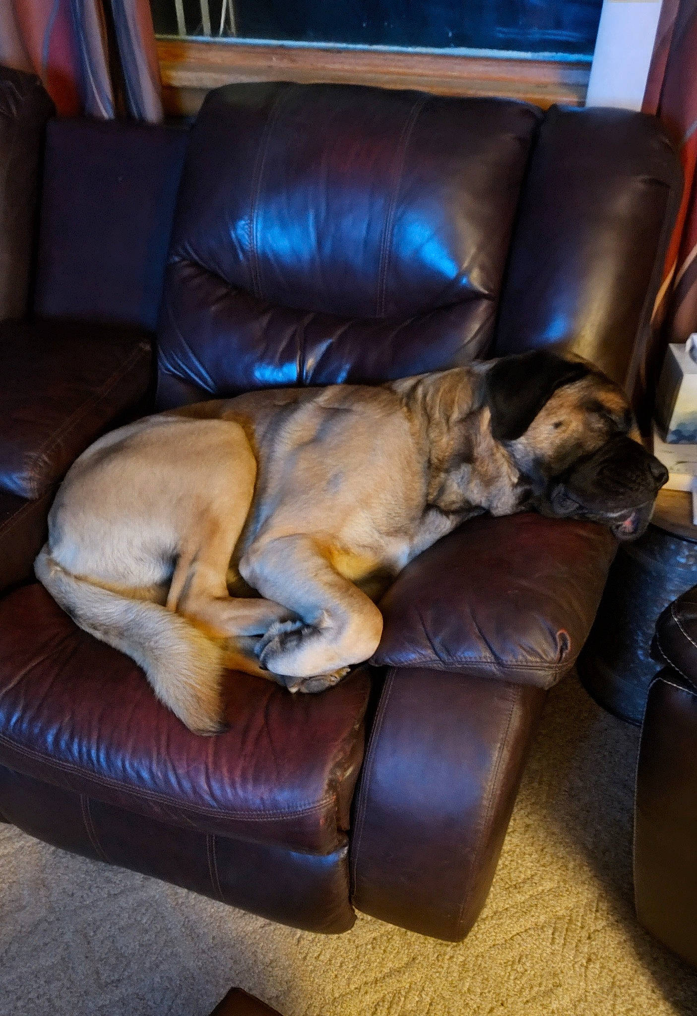 Ozzy is registered to the contest to win money with this photo: brown, carnivore, comfort, companion_dog, couch, dog, dog_breed, fawn, felidae, floor, flooring, furniture, hardwood, house, interior_design, liver, living_room, sporting_group, studio_couch, wood