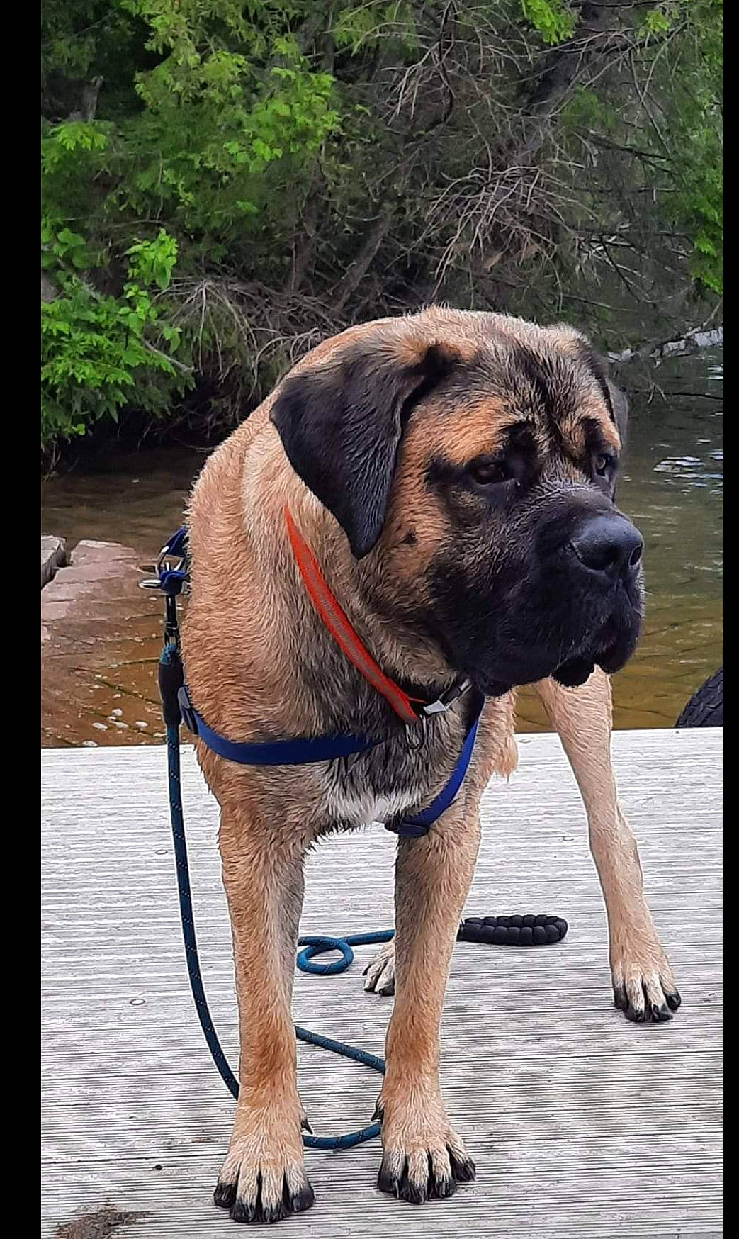 Ozzy is registered to the contest to win money with this photo: canidae, carnivore, collar, companion_dog, dog, dog_breed, dog_collar, dog_supply, fawn, giant_dog_breed, leash, pet_supply, plant, snout, sporting_group, terrestrial_animal, water, working_animal, working_dog, wrinkle