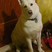 Mr.polo is registered to the contest to win money with this photo: animal, collar, companion, cute, decor, dog, domestic_animal, ears, floor, fur, indoor, looking, nativity_scene, pet, portrait, sitting, tail, wall, white_dog, wooden_floor