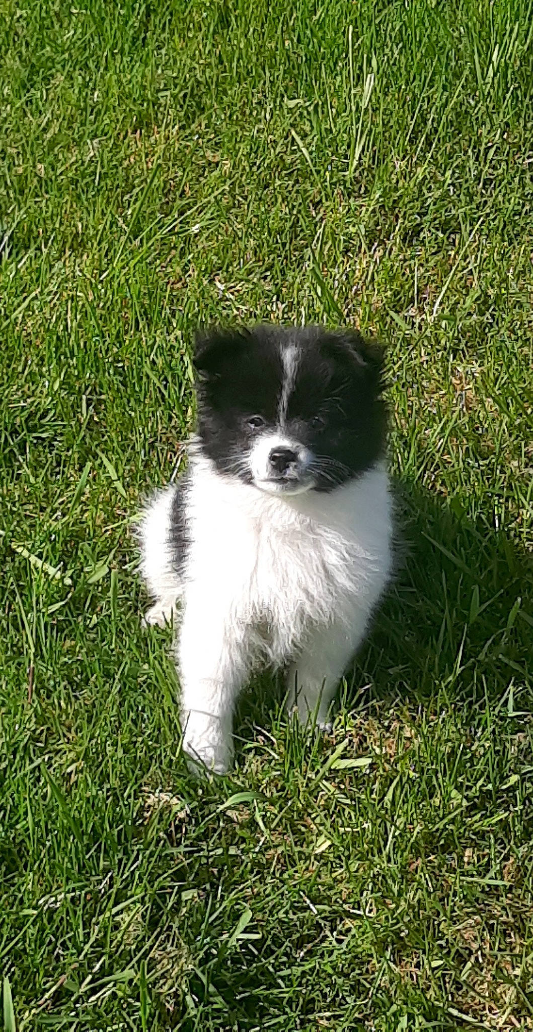 Looky participe au concours pour gagner de l'argent avec cette photo : art, canidae, carnivore, companion_dog, dog, dog_breed, grass, groundcover, herding_dog, non_sporting_group, plant, puppy, sporting_group, tail, terrestrial_animal, toy_dog, working_animal, working_dog