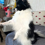 Looky a rejoint le concours — aidez-le/la à gagner de superbes lots ! dog, black_and_white, fluffy, pet, indoor, bed, furniture, paw, side_view, curious, animal, companion, cute, sitting, fur, domestic, canine, portrait, household, soft