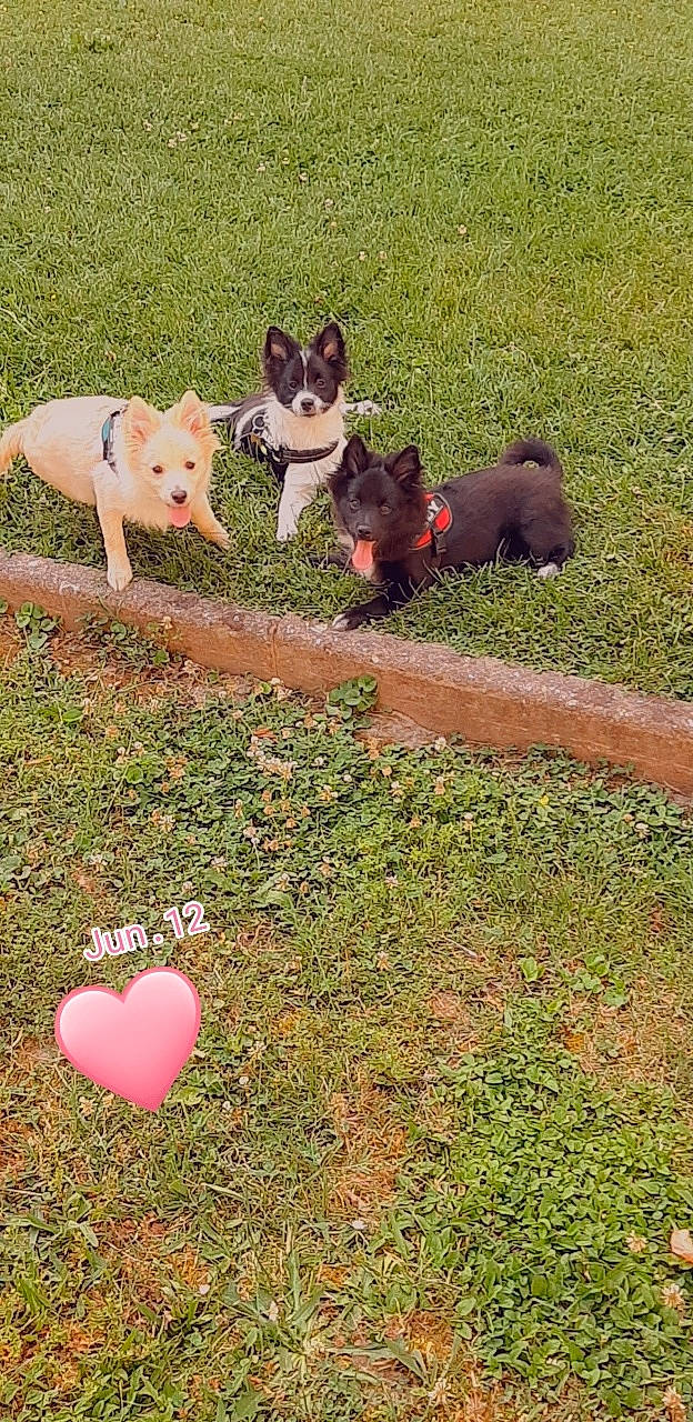 Sonny a rejoint le concours — aidez-le/la à gagner de superbes lots ! ball, canidae, carnivore, companion_dog, dog, dog_breed, fawn, grass, grass_family, groundcover, lawn, mammal, snout, soil, sporting_group, tail, terrestrial_animal, toy_dog, vertebrate, working_animal