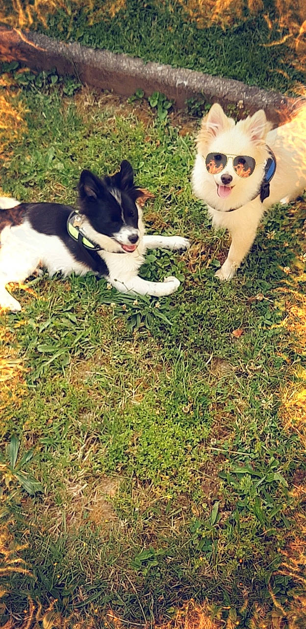 Sonny a rejoint le concours — aidez-le/la à gagner de superbes lots ! canidae, carnivore, cat, companion_dog, dog_breed, domestic_short_haired_cat, eyewear, fawn, felidae, grass, lawn, leaf, mammal, plant, small_to_medium_sized_cats, snout, tail, tree, vertebrate, whiskers