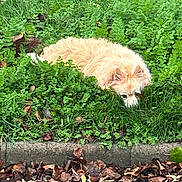 Sonny a rejoint le concours — aidez-le/la à gagner de superbes lots ! dog, fluffy, greenery, grass, leaves, nature, outdoor, camouflage, curious, peeking, animal, fur, park, sidewalk, plants, shrubbery, daylight, pet, resting, hedge