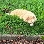 dog, fluffy, greenery, grass, leaves, nature, outdoor, camouflage, curious, peeking, animal, fur, park, sidewalk, plants, shrubbery, daylight, pet, resting, hedge