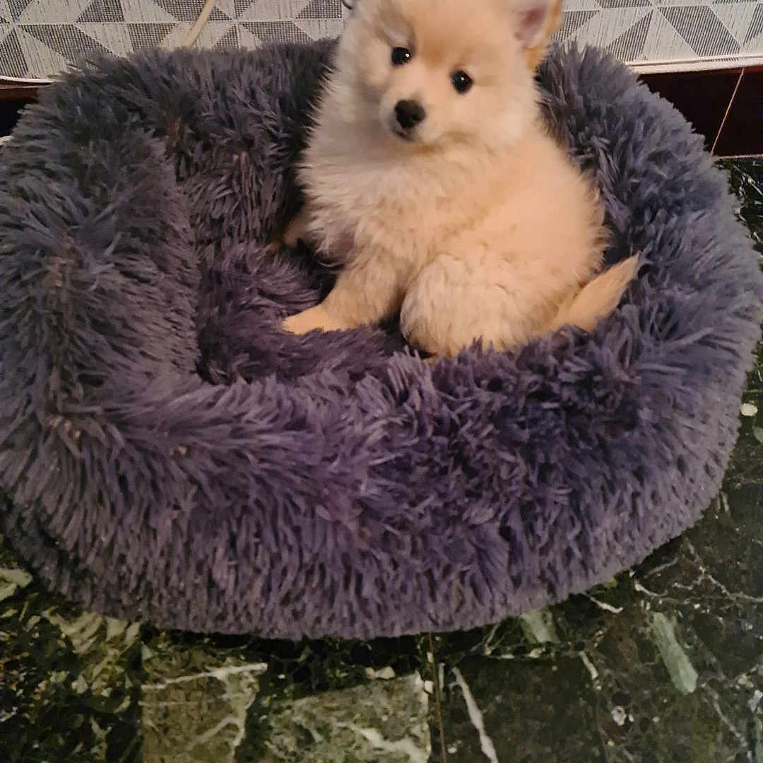 Sonny