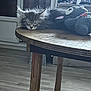 kitten, cat, sleeping, table, wooden_table, stuffed_animal, knitted_toy, indoor, floor, cozy, resting, fur, pet, animal, furniture, quiet, cute, peaceful, domestic, home