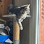 cat, scratching_post, gray_tabby, indoor, window, furniture, pet, animal, fur, whiskers, looking_outside, relaxed, home, cozy, natural_light, wood_paneling, blue_container, papers, clutter, domestic