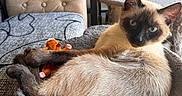 Skippy Jon is registered to the contest to win money with this photo: siamese_cat, cat, pet, animal, plush_toy, cat_bed, furniture, living_room, cat_tree, cozy, relaxed, indoor, cute, domestic_animal, resting, fur, whiskers, ears, toy, soft_lighting