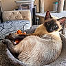 siamese_cat, cat, pet, animal, plush_toy, cat_bed, furniture, living_room, cat_tree, cozy, relaxed, indoor, cute, domestic_animal, resting, fur, whiskers, ears, toy, soft_lighting
