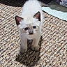 Skippy Jon is registered to the contest to win money with this photo: kitten, cat, indoor, carpet, fur, blue_eyes, curious, small, pet, animal, floor, furniture, box, light, shadow, cute, young, whiskers, ears, standing