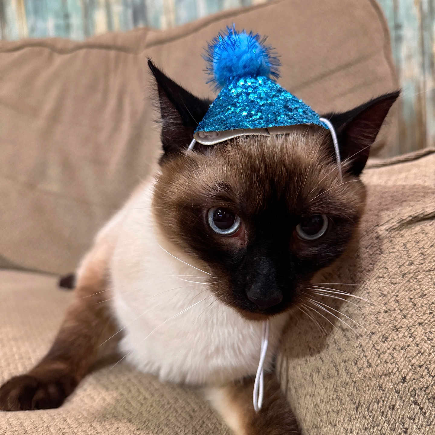 Skippy Jon joined the competition — help win amazing prizes! cat, siamese_cat, blue_hat, party_hat, pet, animal, feline, couch, beige_couch, indoor, close_up, whiskers, ears, fur, cute, domestic_cat, looking, resting, pom_pom, hat_string