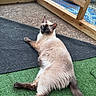 cat, siamese_cat, blue_eyes, outdoor, patio, artificial_grass, black_mat, wooden_frame, mesh_fence, curious, lounging, feline, relaxed, pet, animal, fur, tail, whiskers, nature, daylight