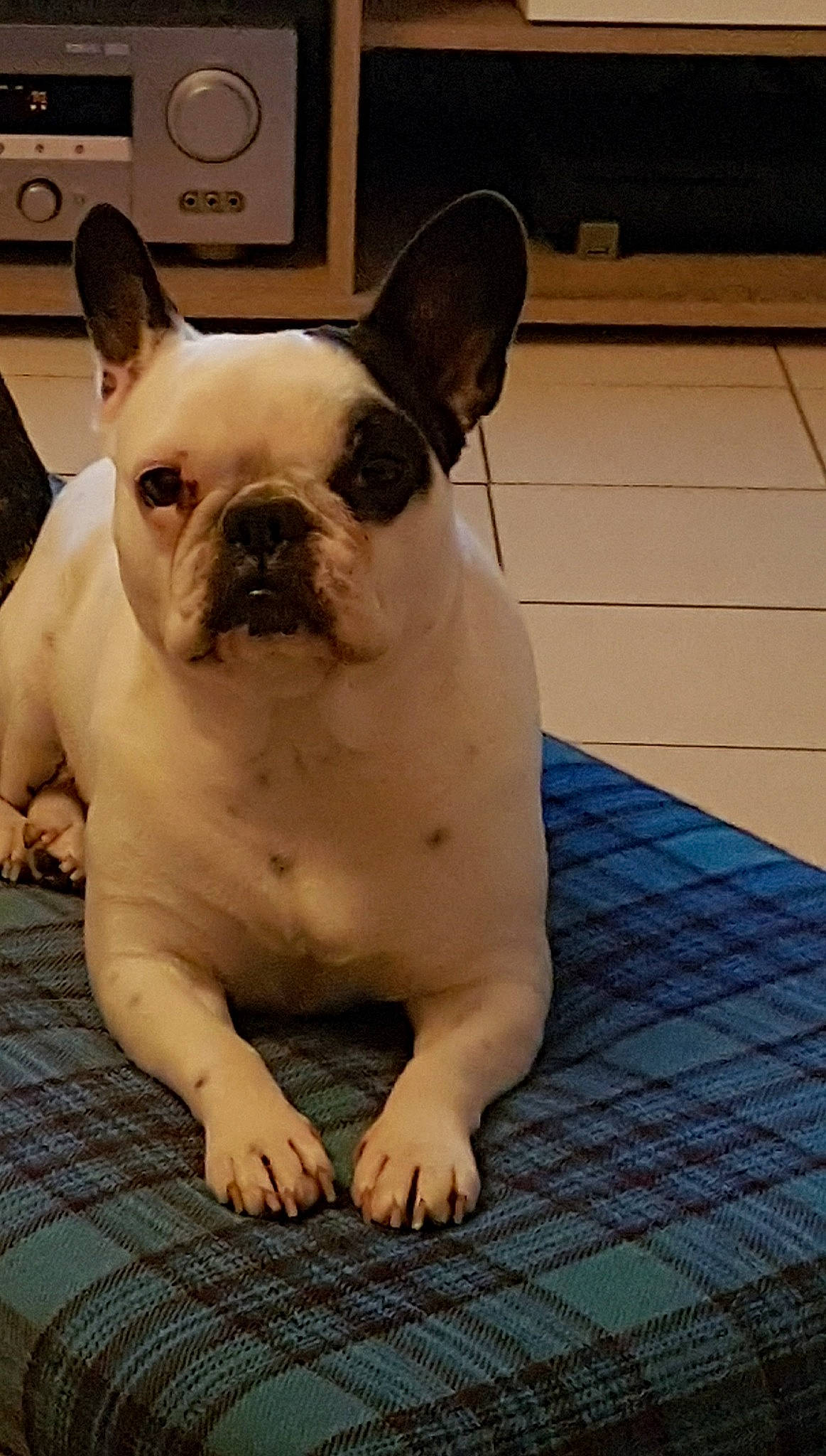 Chanel participe au concours pour gagner de l'argent avec cette photo : bulldog, canidae, carnivore, companion_dog, dog, dog_breed, ear, eye, fawn, flooring, french_bulldog, grass, head, snout, sporting_group, terrestrial_animal, toy_dog, whiskers, wood, working_animal