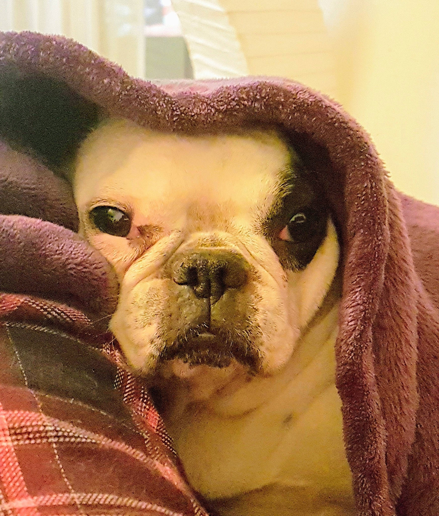 Chanel participe au concours pour gagner de l'argent avec cette photo : bulldog, canidae, carnivore, comfort, companion_dog, dog, dog_breed, ear, eye, fawn, happy, puppy_love, snout, sporting_group, terrestrial_animal, toy_dog, whiskers, white_english_bulldog, working_animal, wrinkle