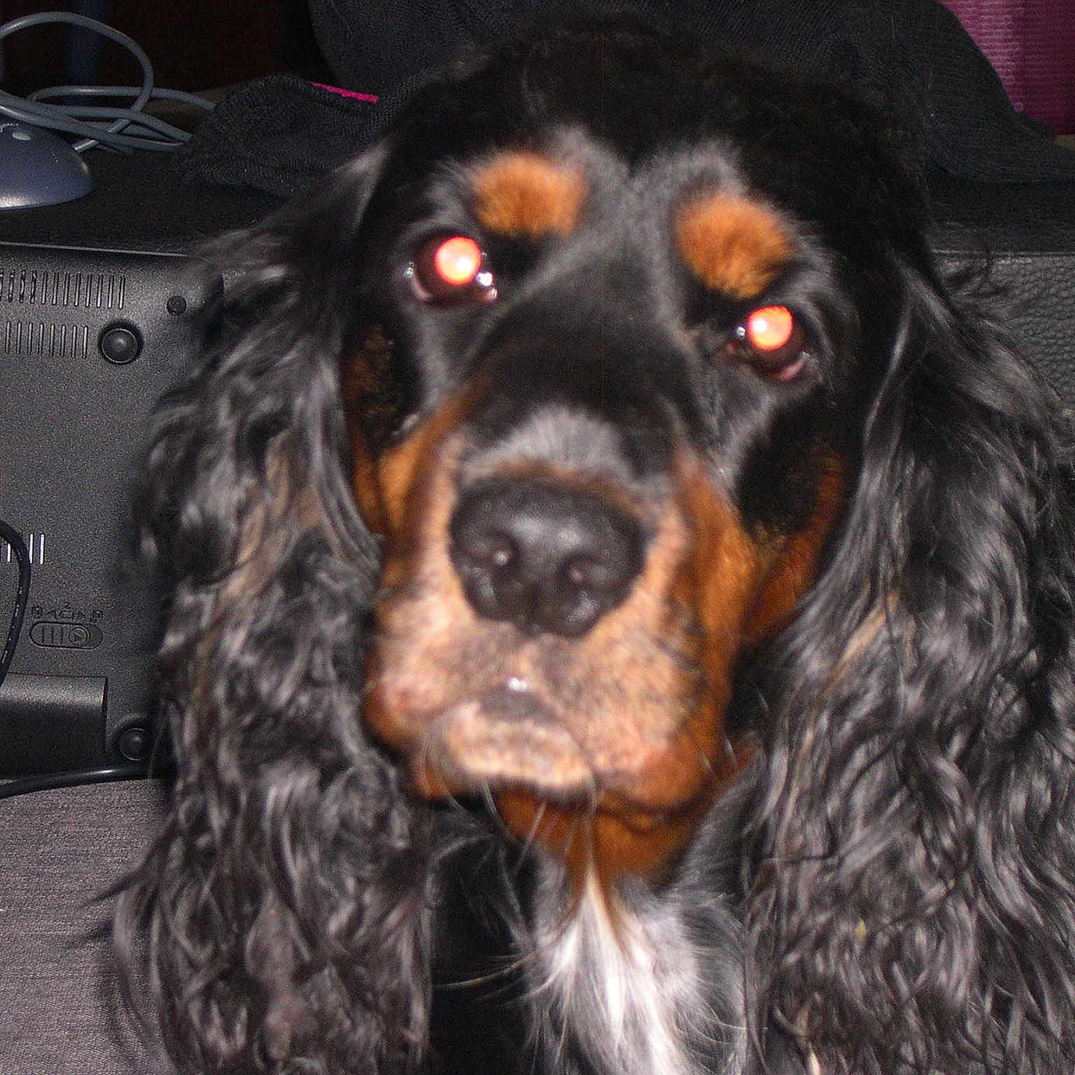 Duchesse