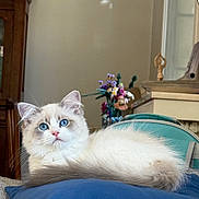 Atlas participe au concours pour gagner de l'argent avec cette photo : animal, blue_eyes, cat, cozy, curious, cute, domestic_animal, flowers, fluffy, furniture, home, indoor, kitten, pet, pillow, portrait, relaxed, soft_lighting, vase, wooden_cabinet