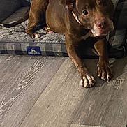 Lola is registered to the contest to win money with this photo: dog, brown_dog, pet, indoor, dog_bed, gray_bed, wooden_floor, collar, resting, relaxed, canine, animal, paw, snout, ears, flooring, domestic_animal, furniture, sleeping_area, household