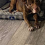dog, brown_dog, pet, indoor, dog_bed, gray_bed, wooden_floor, collar, resting, relaxed, canine, animal, paw, snout, ears, flooring, domestic_animal, furniture, sleeping_area, household