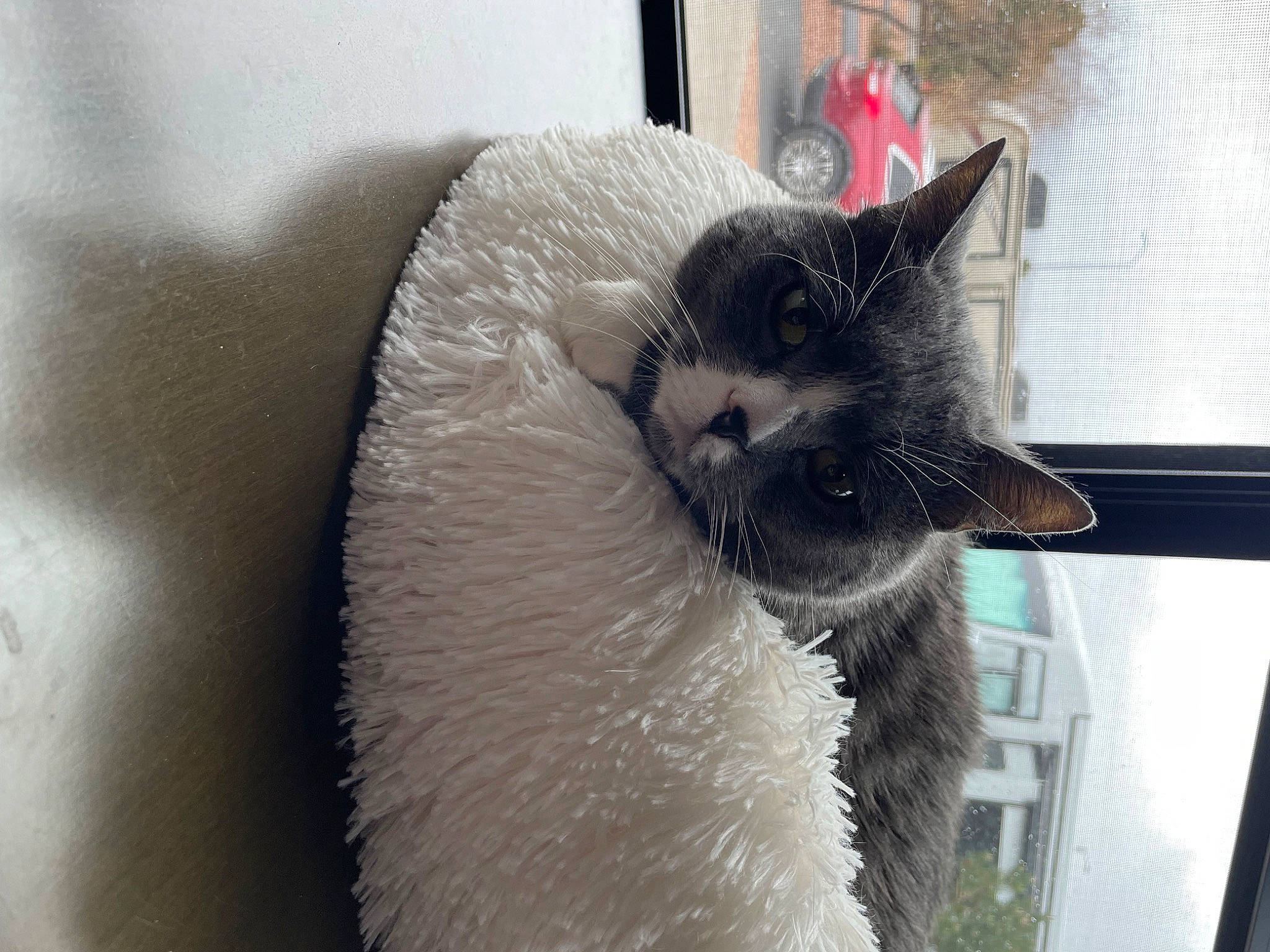 Charlie joined the competition — help win amazing prizes! balinese, carnivore, cat, claw, collar, comfort, domestic_short_haired_cat, felidae, flooring, fur, paw, plant, small_to_medium_sized_cats, snout, tail, terrestrial_animal, thai, whiskers, window