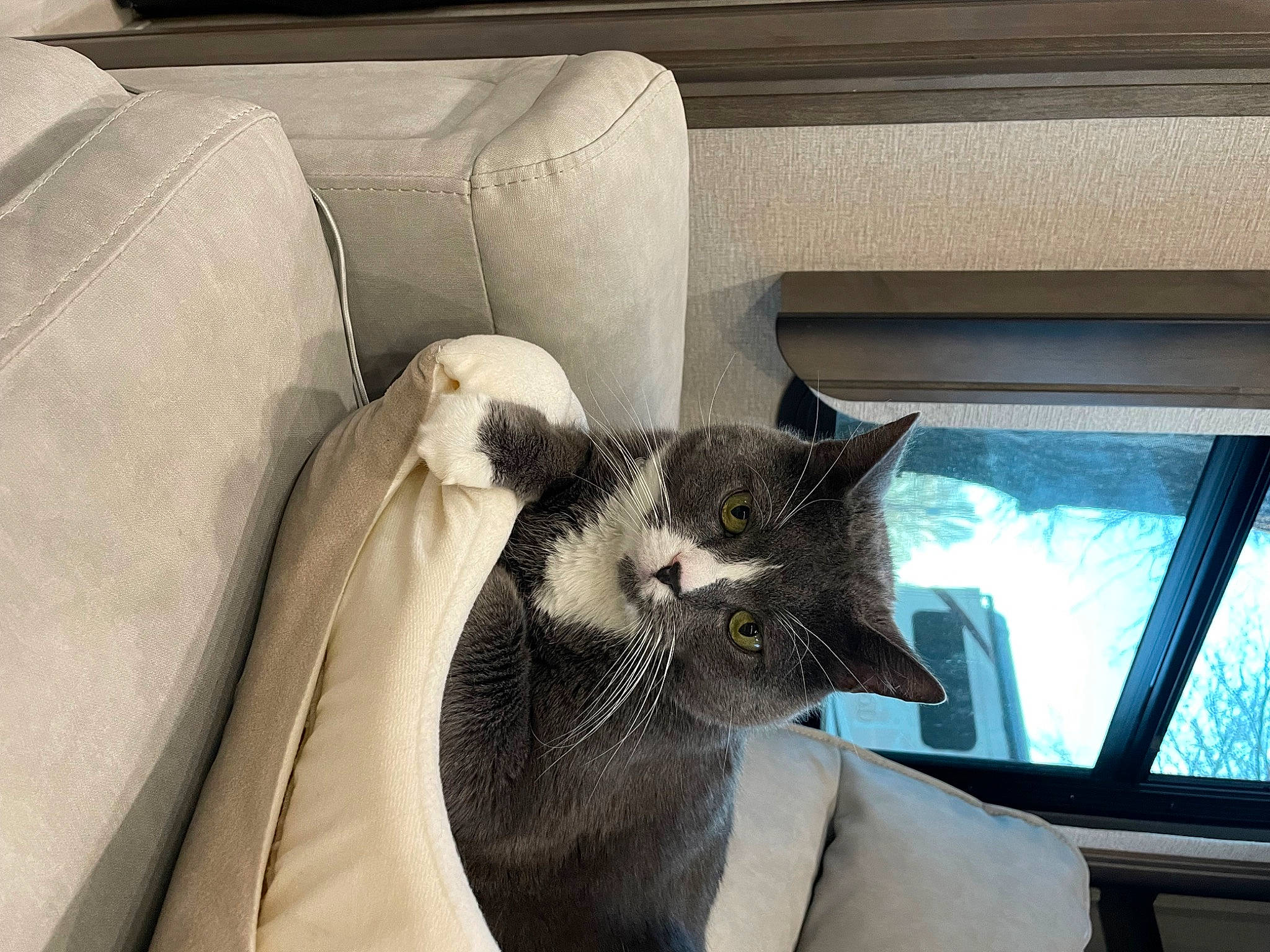 Charlie joined the competition — help win amazing prizes! auto_part, automotive_exterior, black_cat, car_seat, carnivore, cat, comfort, domestic_short_haired_cat, felidae, fur, grey, paw, room, small_to_medium_sized_cats, tail, vehicle_door, whiskers, window