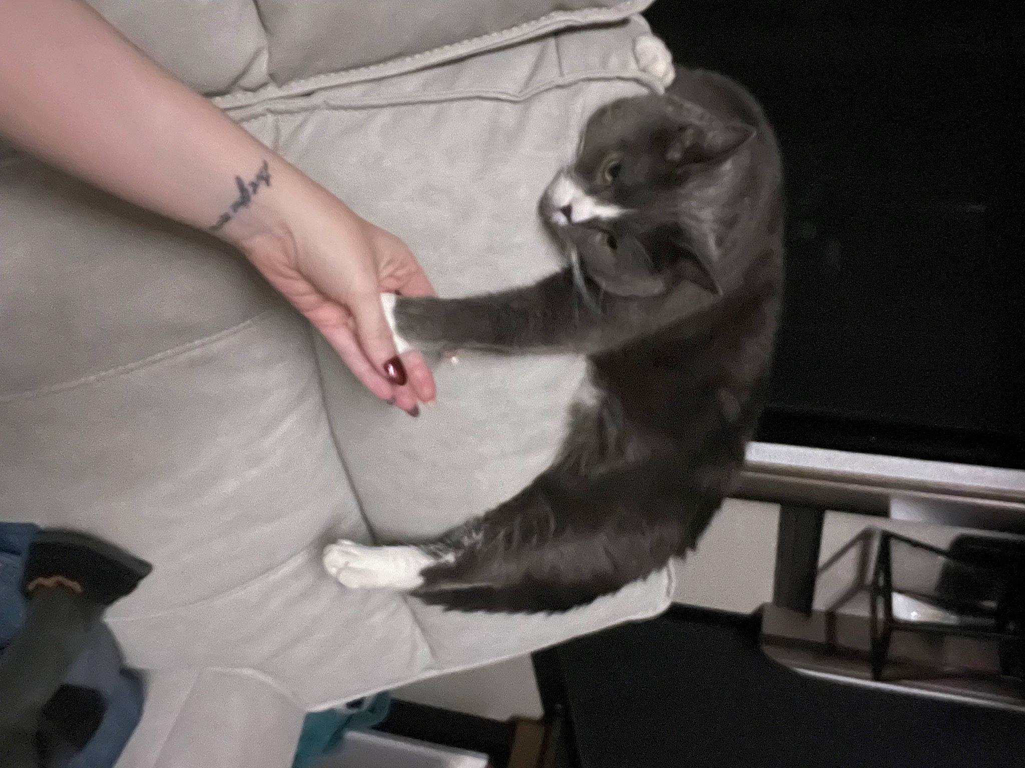 Charlie joined the competition — help win amazing prizes! canidae, carnivore, claw, comfort, companion_dog, dog_breed, domestic_short_haired_cat, elbow, felidae, foot, fur, gesture, nail, paw, small_to_medium_sized_cats, snout, sporting_group, tail, whiskers, wrist