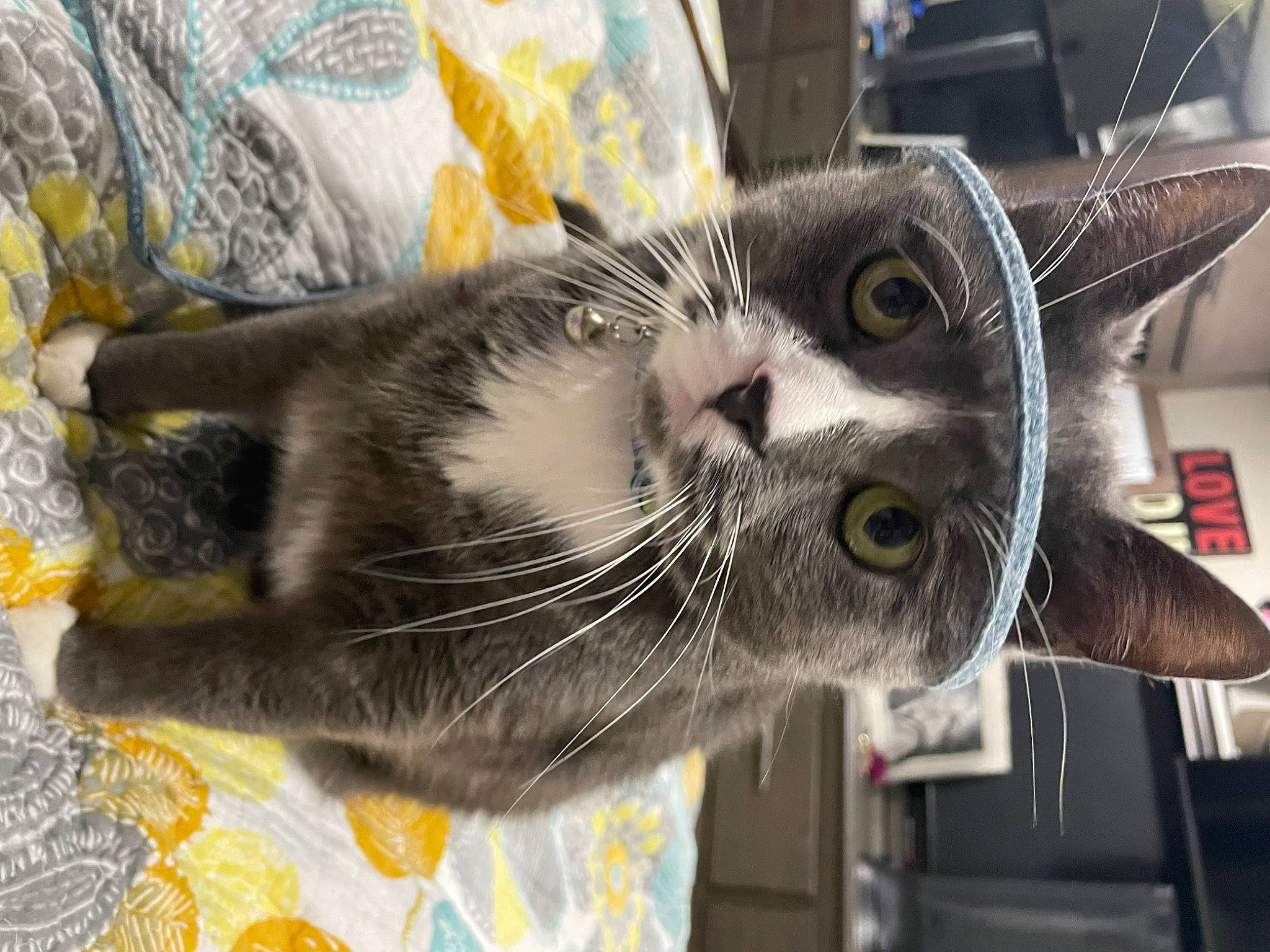 Charlie is registered to the contest to win money with this photo: carnivore, cat, claw, collar, domestic_short_haired_cat, felidae, fur, mammal, paw, small_to_medium_sized_cats, snout, vertebrate, whiskers