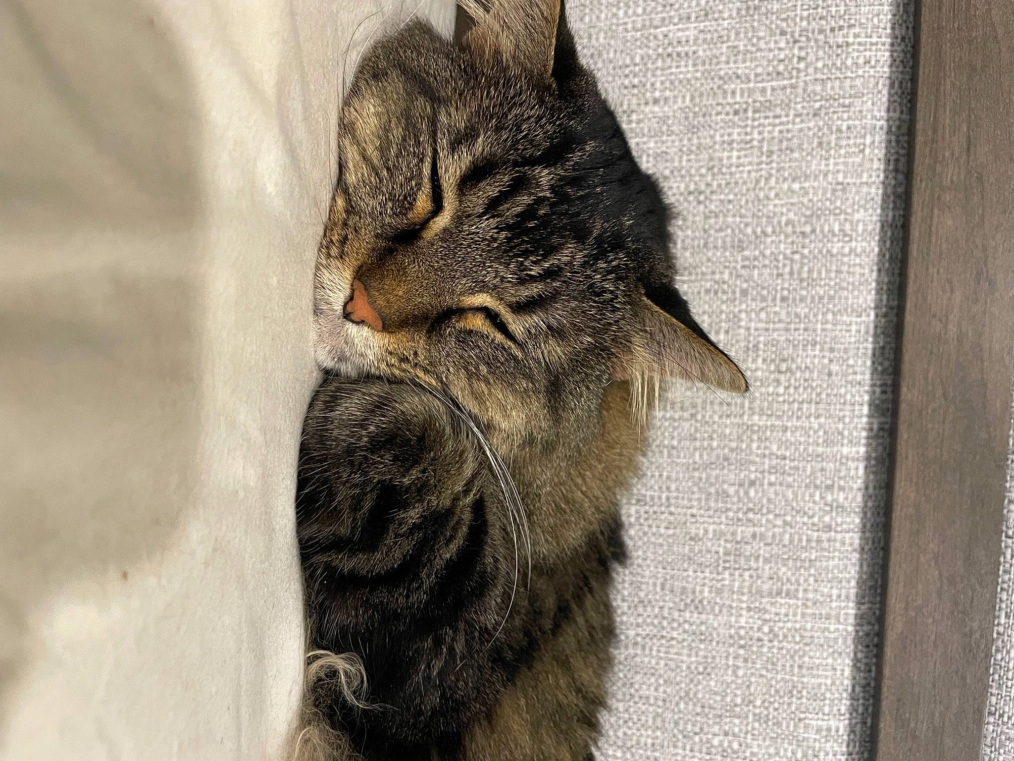 Bella joined the competition — help win amazing prizes! beard, carnivore, cat, claw, domestic_short_haired_cat, facial_hair, fawn, felidae, fur, grey, paw, small_to_medium_sized_cats, snout, tail, terrestrial_animal, tree, whiskers, window, wood, wrinkle